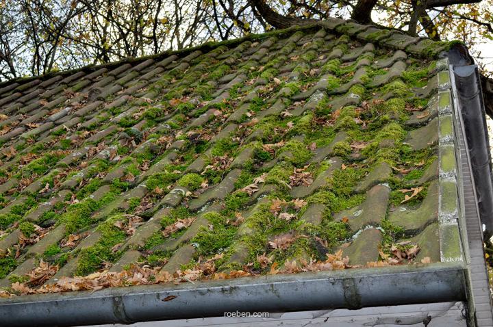 Extreme Grünbildung auf Dachziegeln