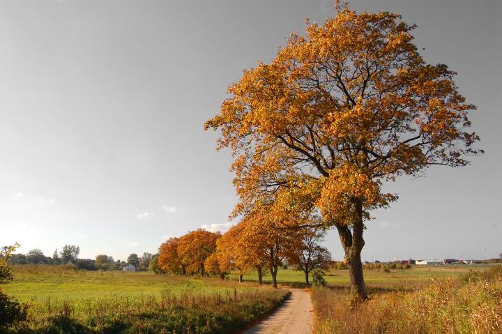 Herbst